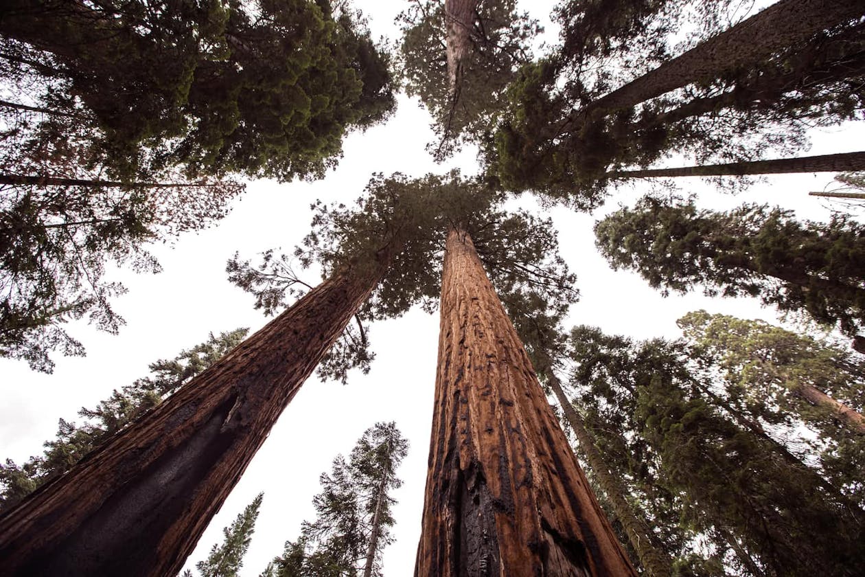 Trip to Sequoia