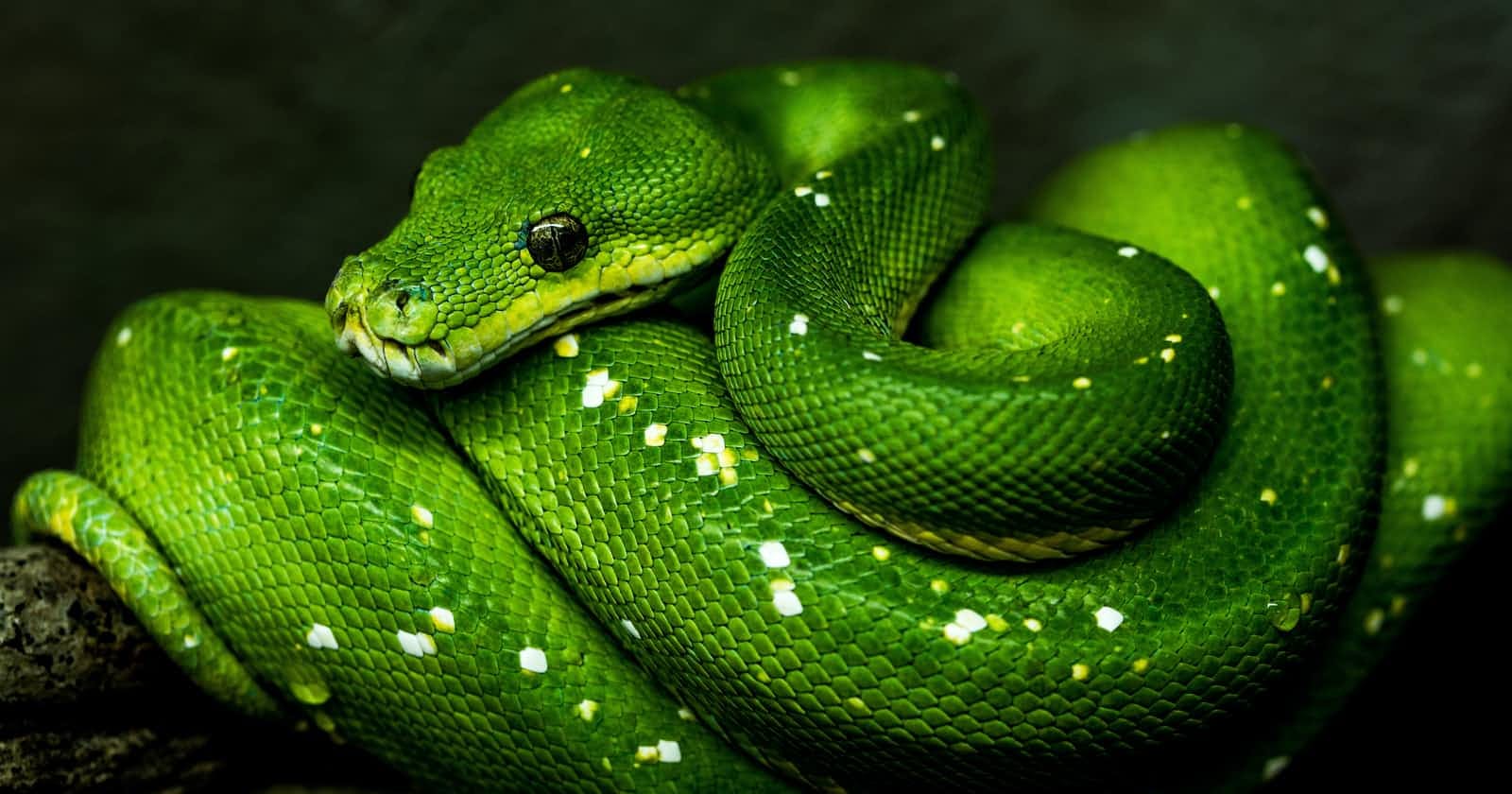 Python is cool.