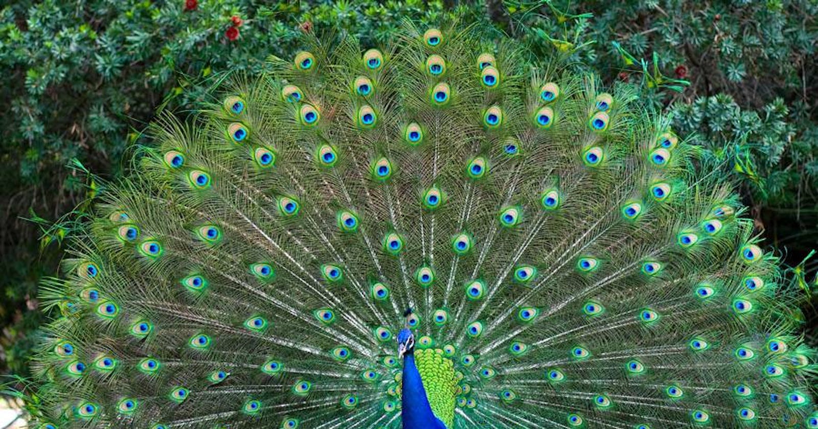 Peafowl career or how act as if