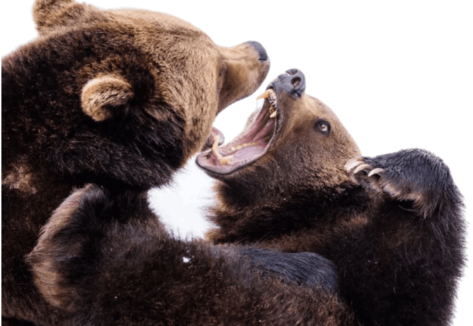 Two bears fighting. Used as an illustration of an argument between two developers