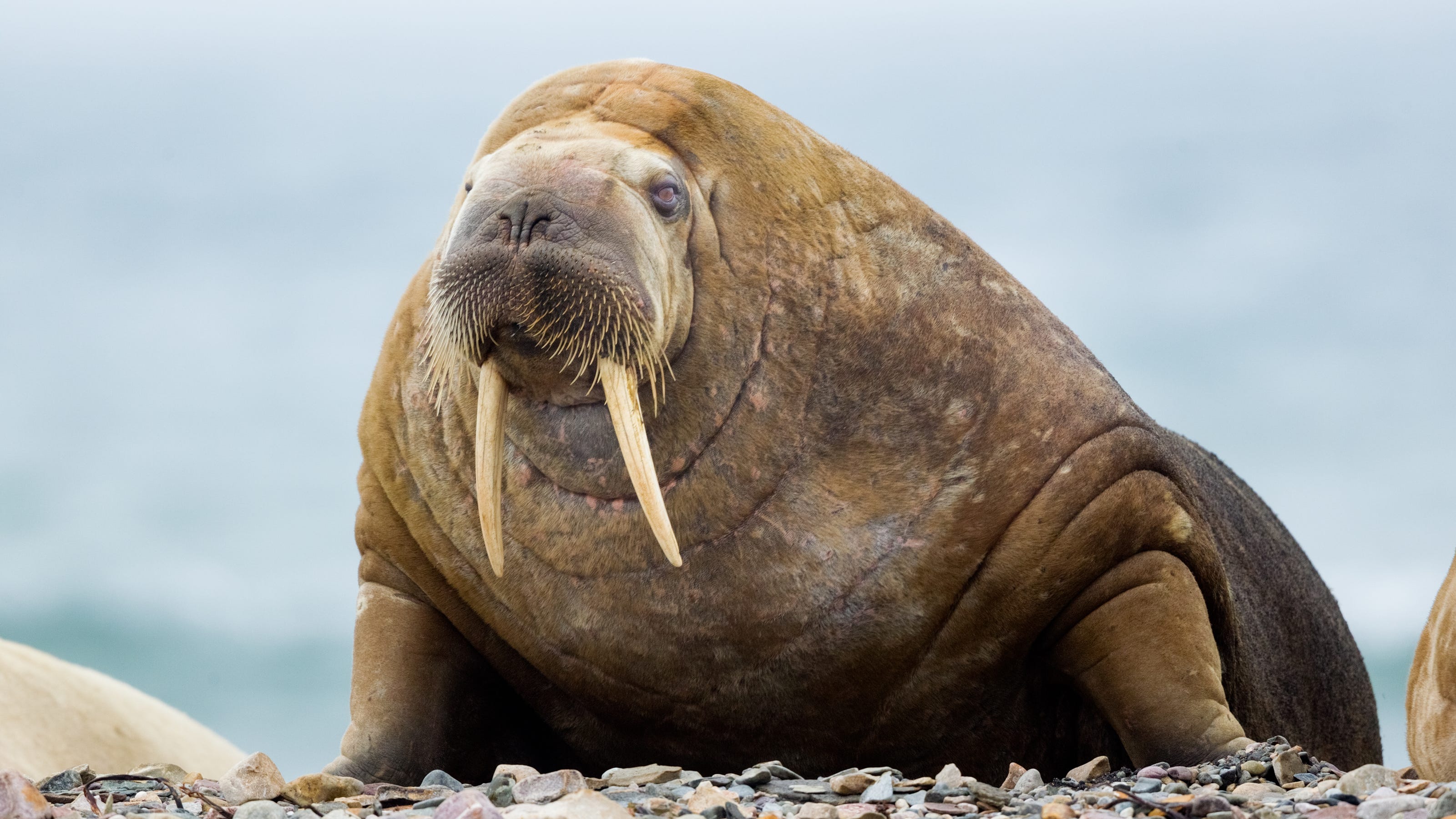 Python's New Walrus Operator