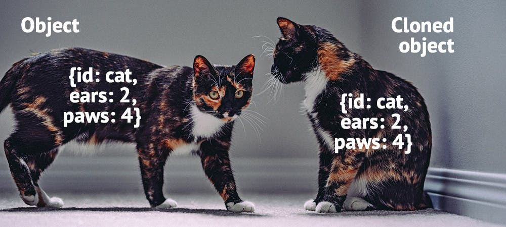 Cloned cats