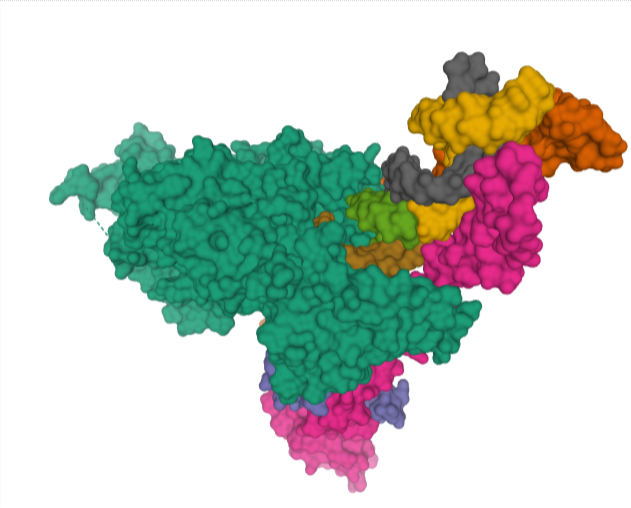 RCSB PDB - 6YYT- Structure of replicating SARS-CoV-2 polymerase 04-10-2020 08-00-38.png