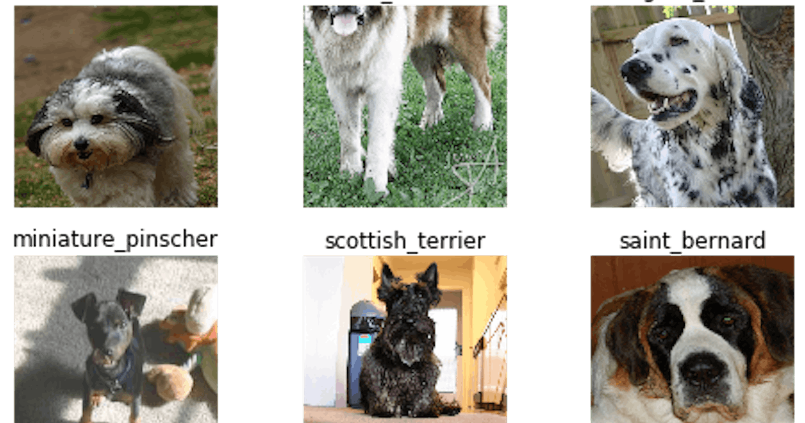 Dog vs cat breed classifier