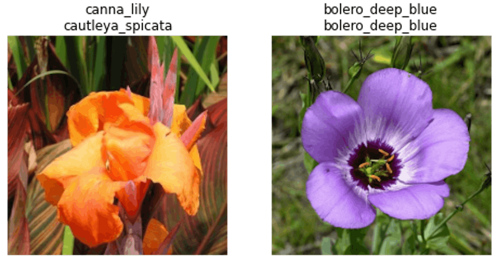 Flower Image Classifier