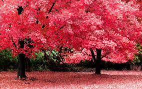 pinktree.jpg