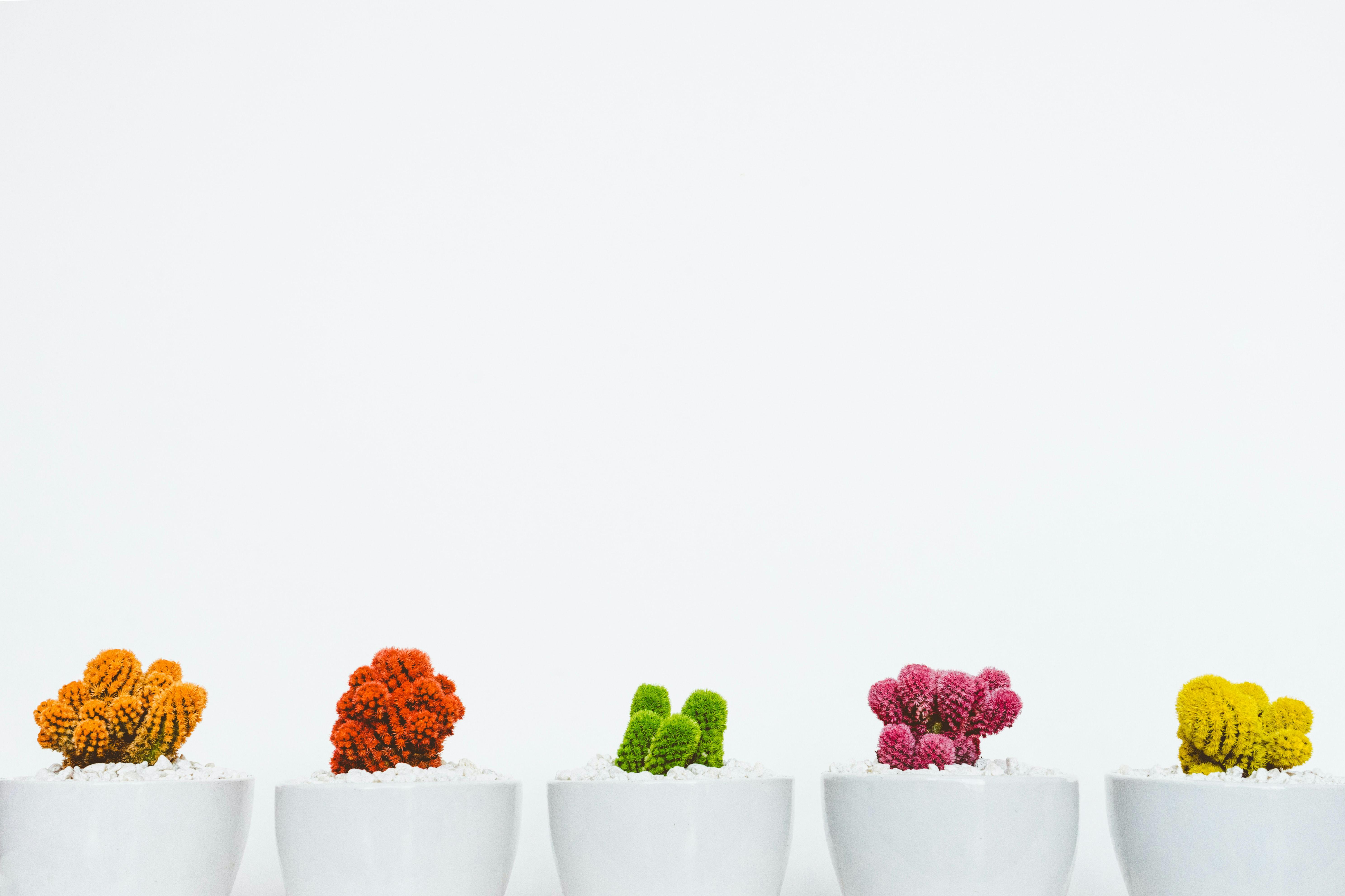 Picture of a neat line of various coloured cacti