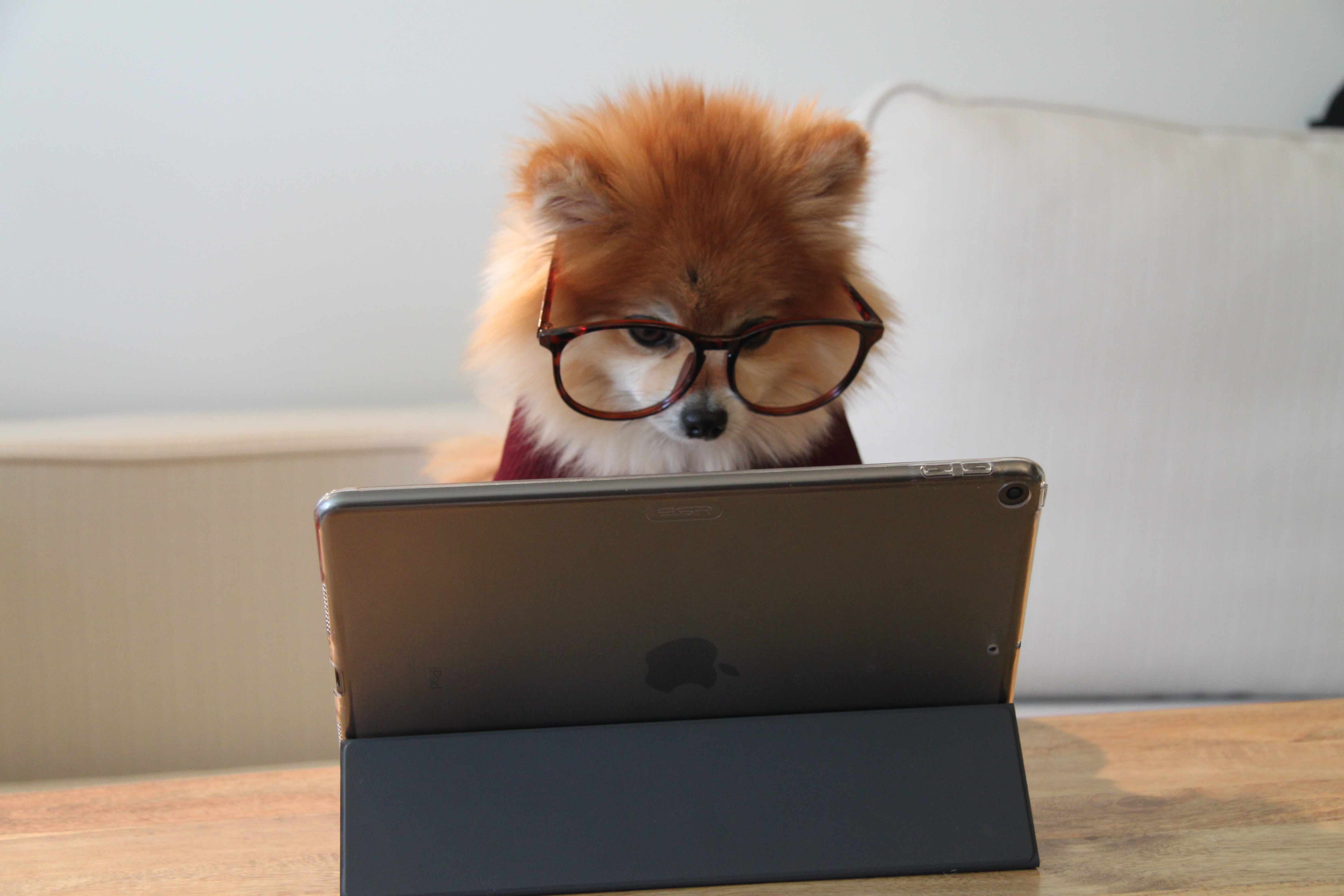 Small pomeranian sitting at a laptop with glasses on