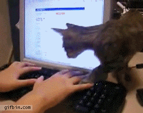 keyboard-cat.gif