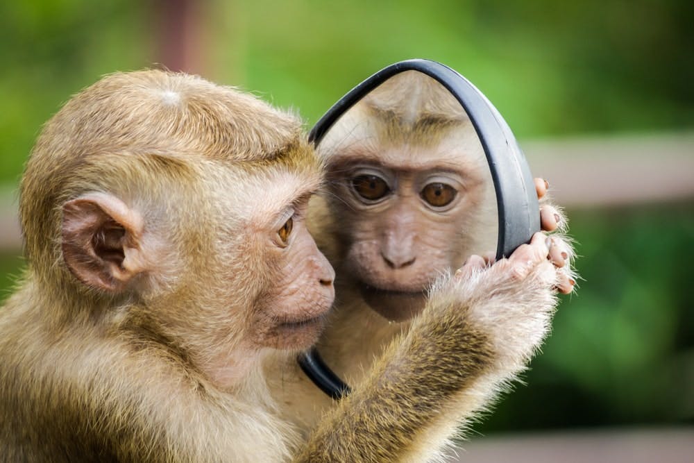 Monkey staring at itself in the mirror