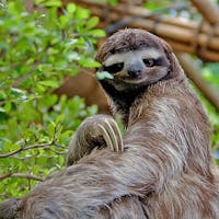 Sloth's photo