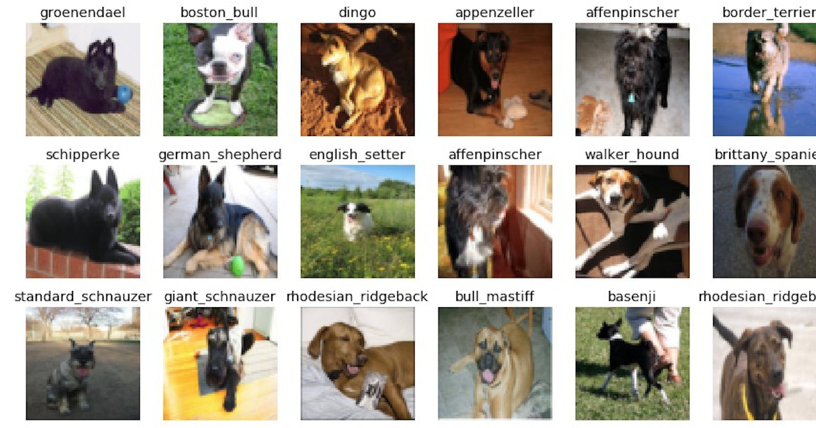 Dog Breed Classification