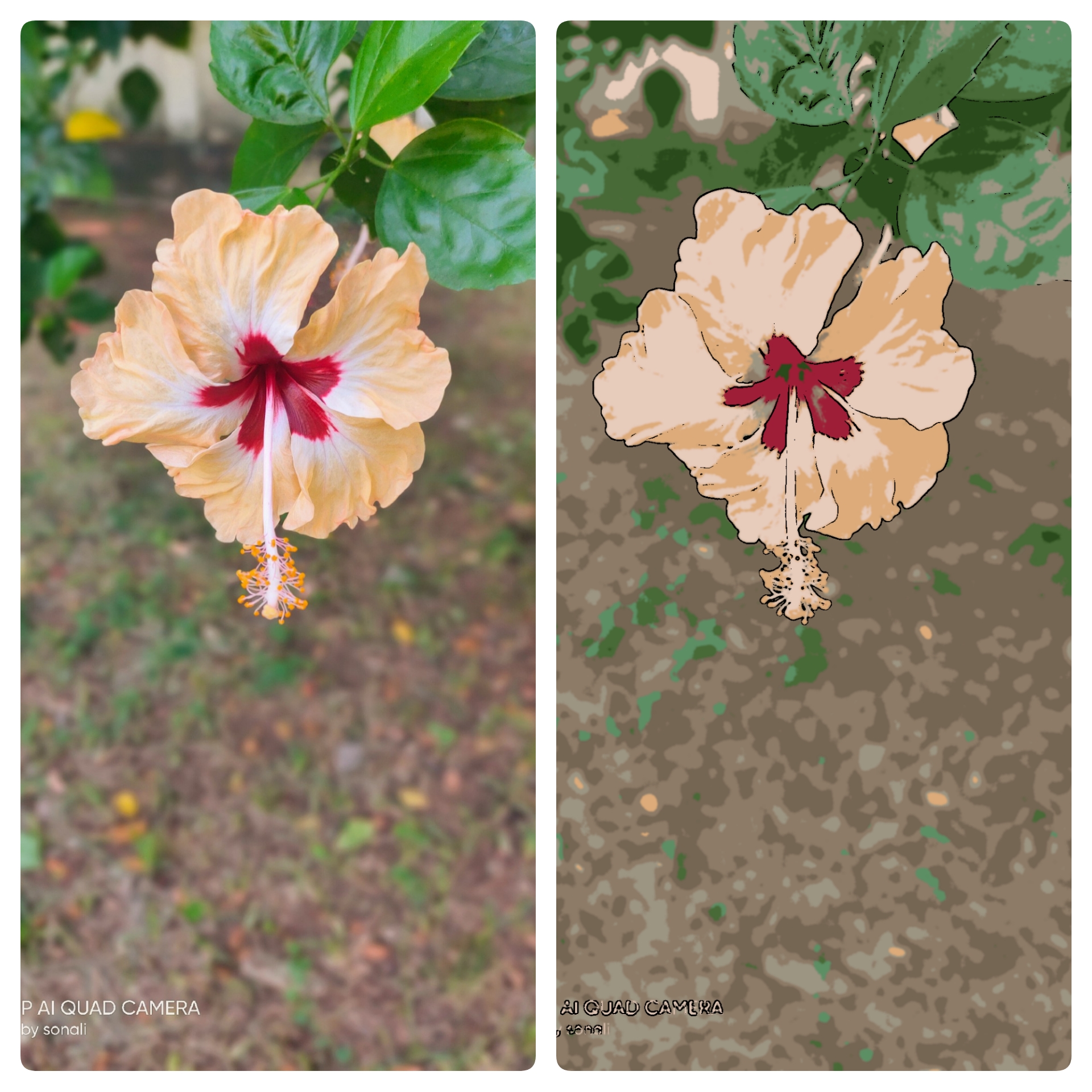 SnapPic Collage (1).jpg