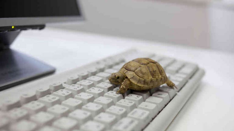 A turtle on a keyboard to indicate how slow it is