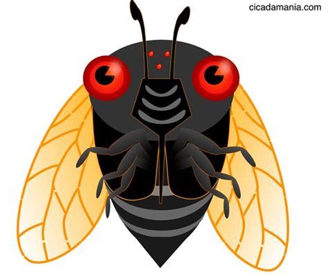 cicada