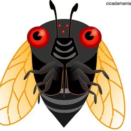 cicada's photo