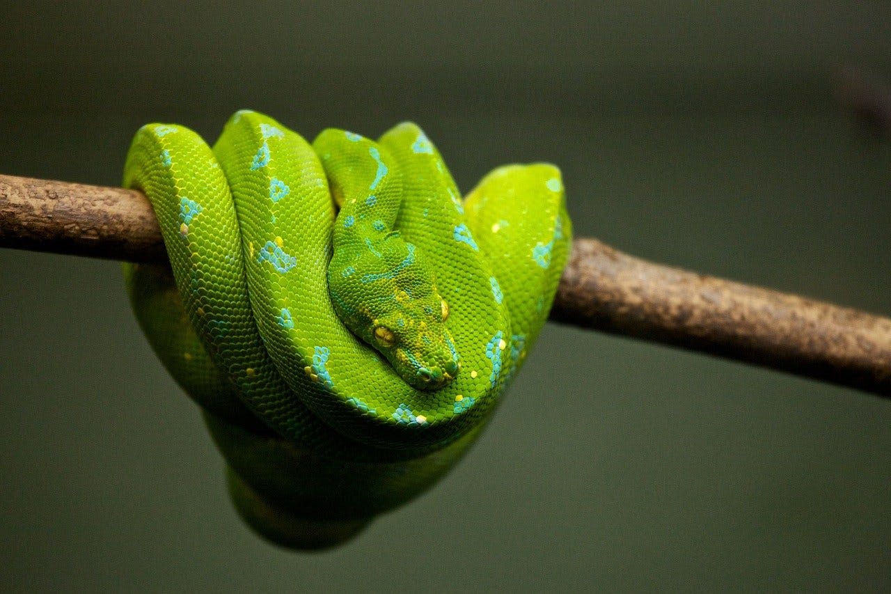 python-1866944_1280.jpg