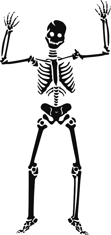 purepng.com-skeleton-skullskeletonstructureexoskeletonskeletonsskullsclipart-1421526967818zh0sl.png