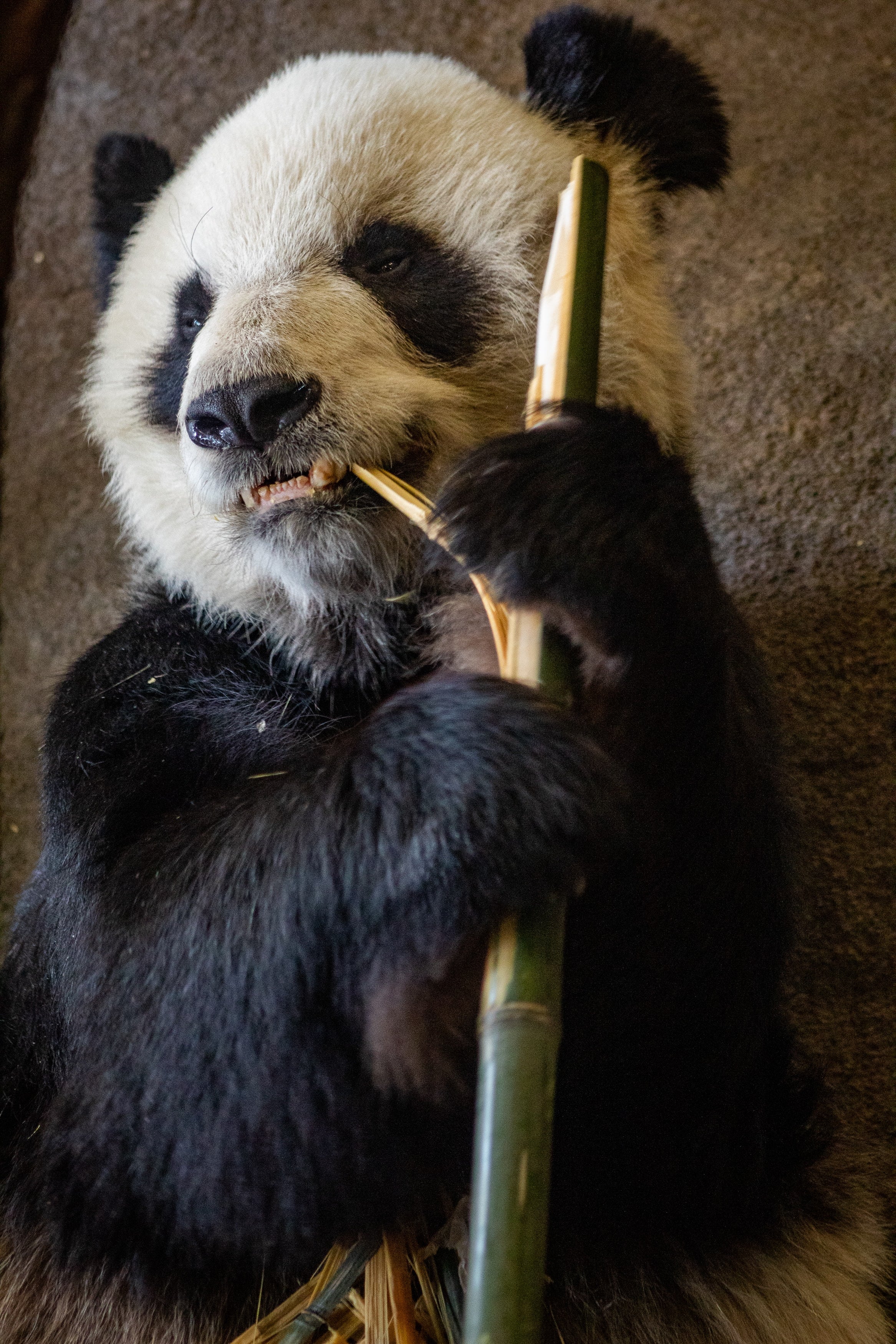Pandas Snippets that I found delectable