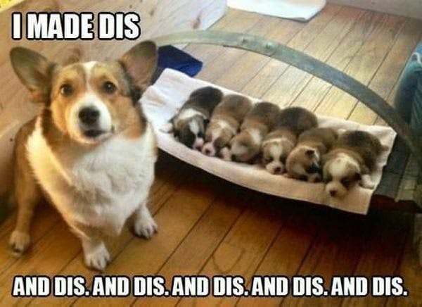 A dog mom stands in front of her puppies. The caption reads "I made dis. And dis. And dis. And dis. And dis. And dis."