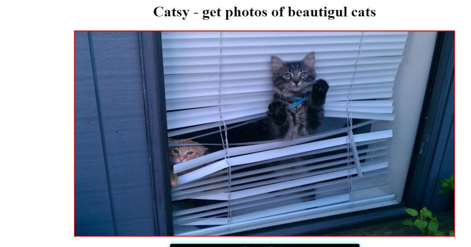 Build Catsy :- a small cat gallery app  (Using Fetch Api)