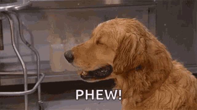 sad-dog.gif