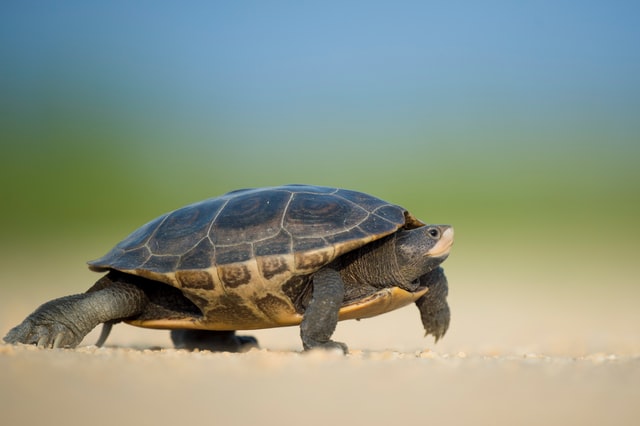 A small turtle walking across a sandy beach.