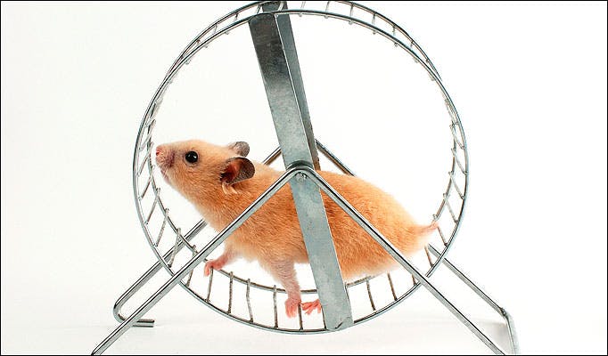 Hamster in wheel