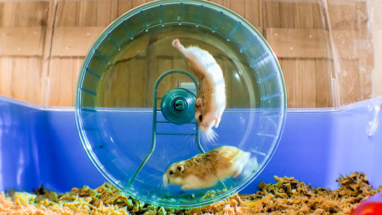 Hamster flying off wheel