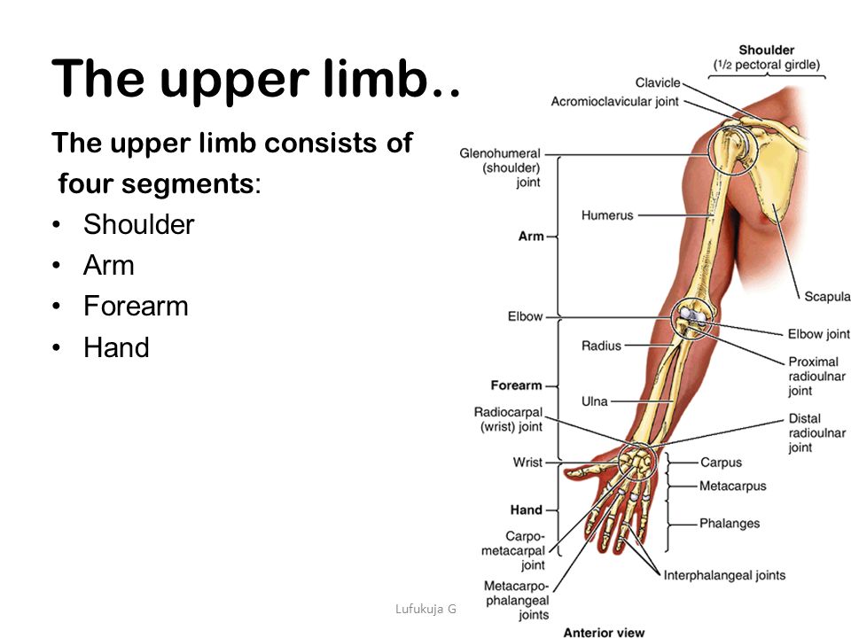 The+upper+limb+The+upper+limb+consists+of+four+segments_+Shoulder+Arm.jpeg