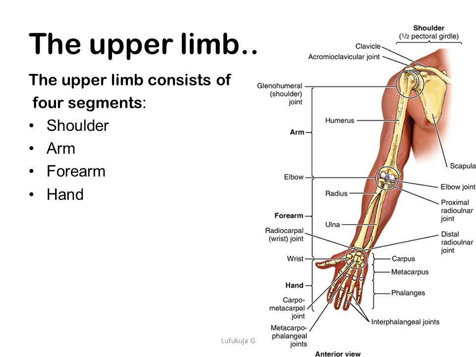 The+upper+limb…+The+upper+limb+consists+of+four+segments_+Shoulder+Arm.jpeg