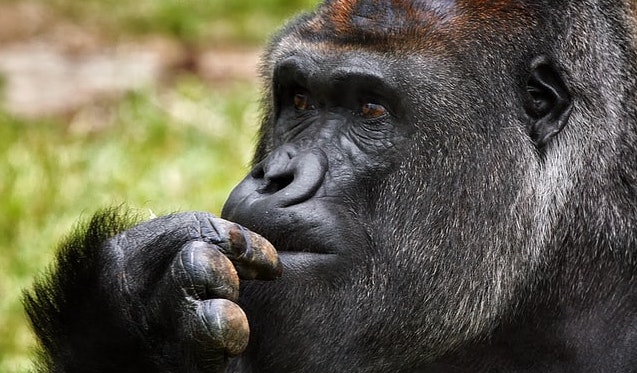 a thinking gorilla