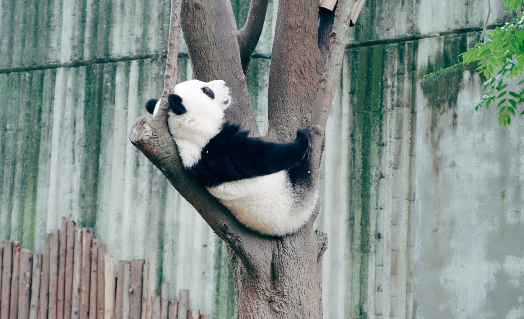 Pandas and GeoPandas 🐼