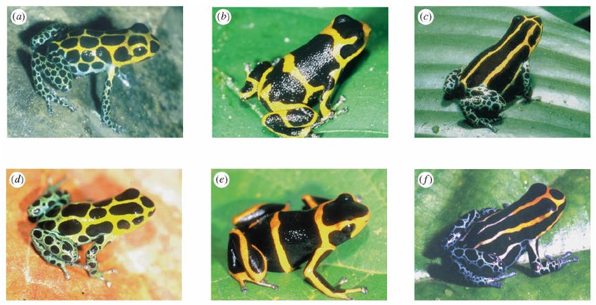 a-c-The-three-frogs-are-all-putative-members-of-a-single-species-Dendrobates.png