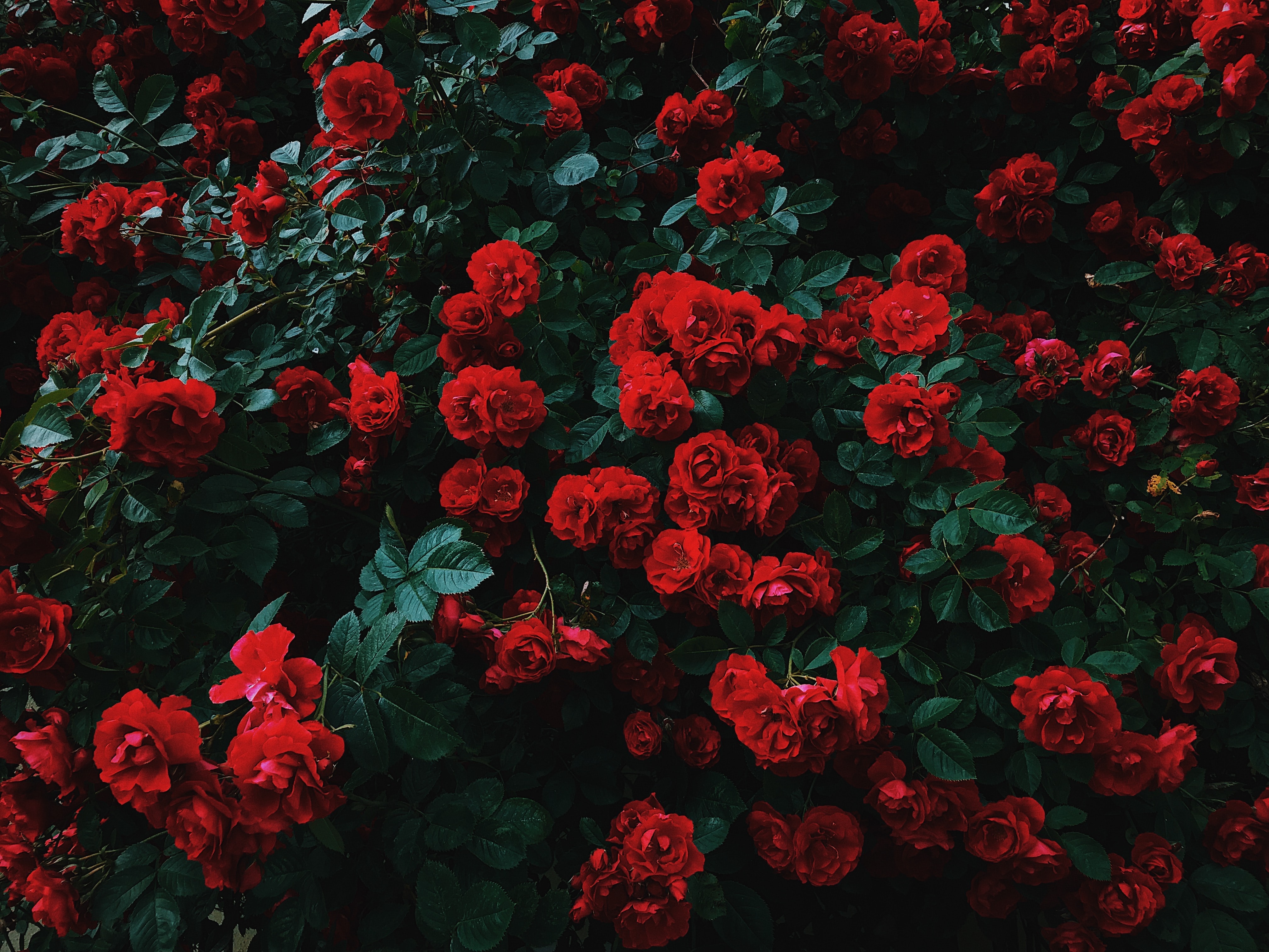 Roses & Flowers