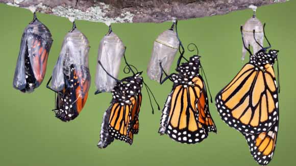 Butterflies