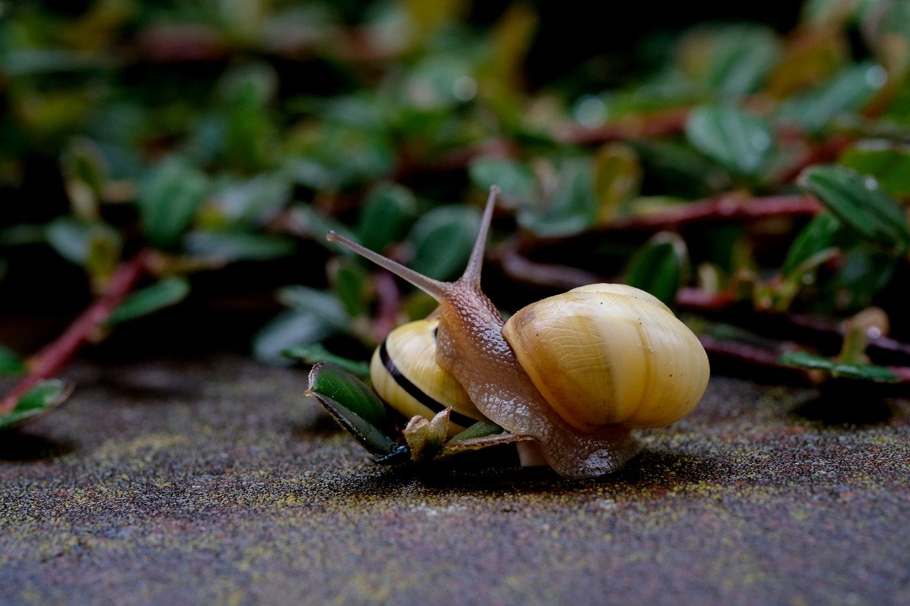 snails-2276152_1280.jpg