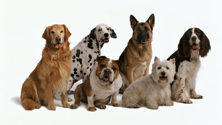 Deep Intuition about Image Classification : Building a Pet breeds classifier