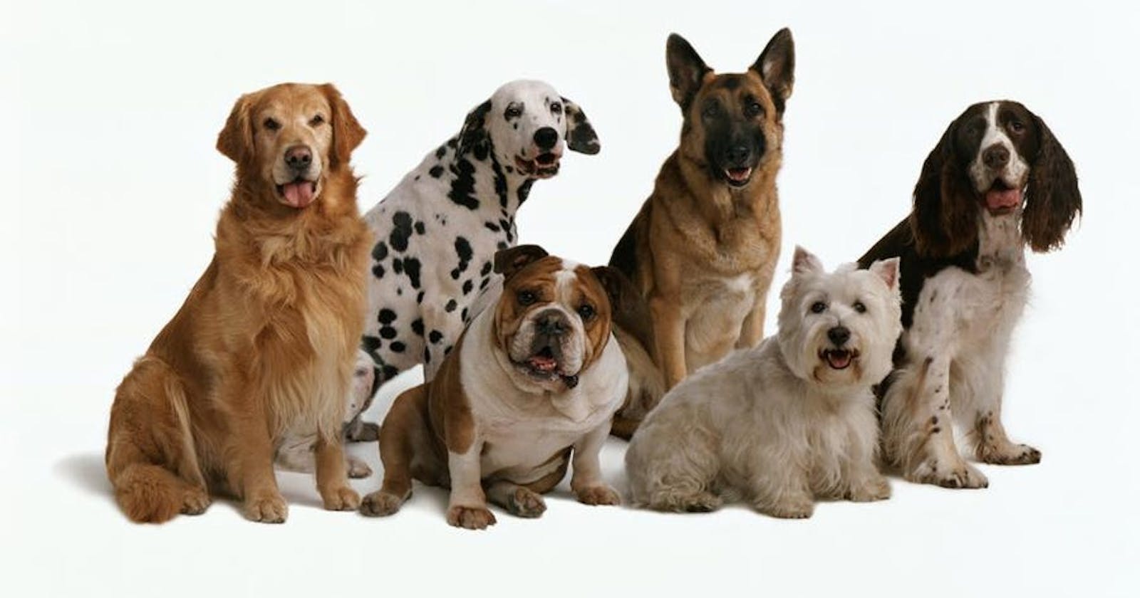 Deep Intuition about Image Classification : Building a Pet breeds classifier