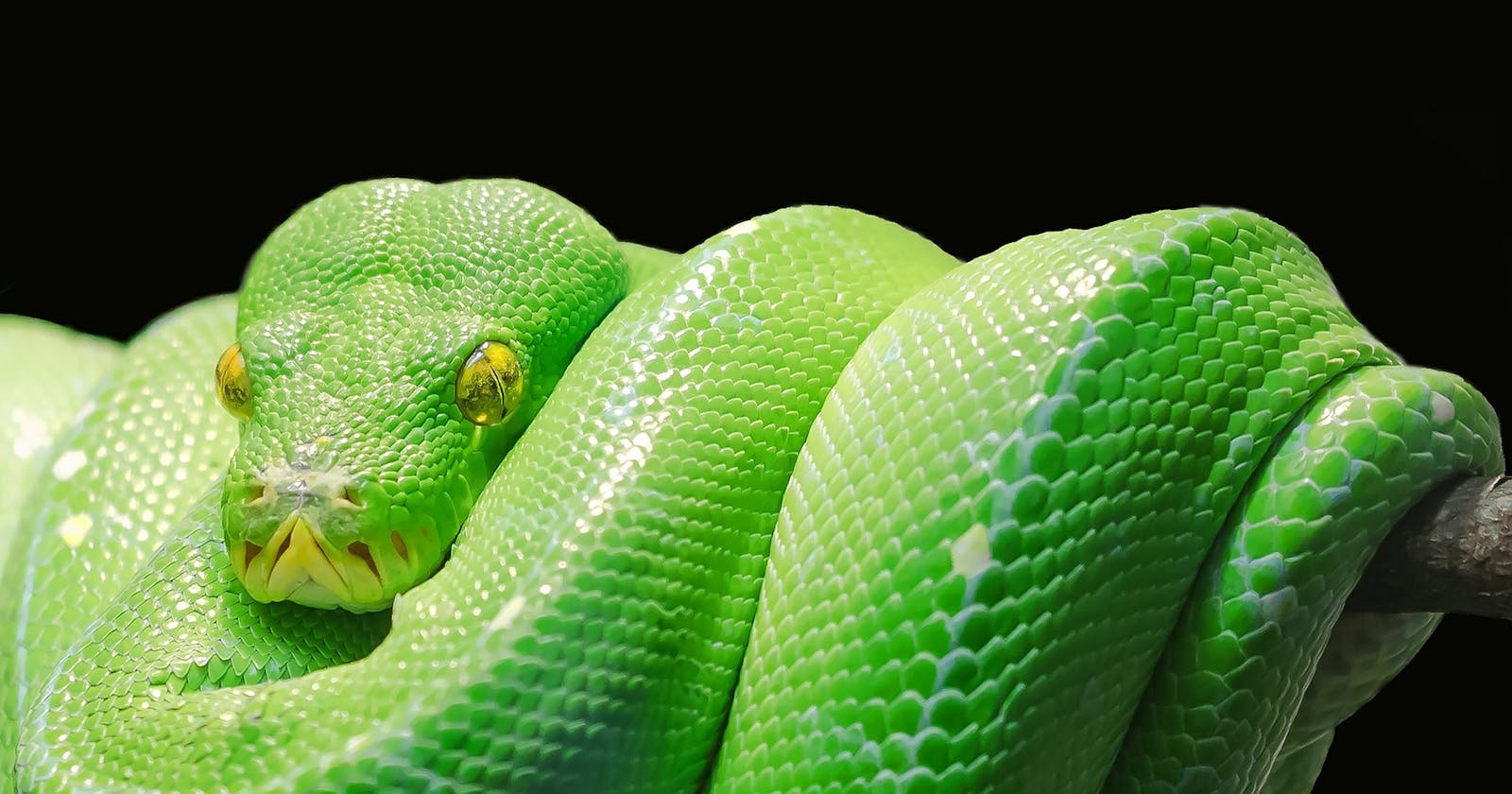 Mengapa Python sangat bagus untuk pemula?