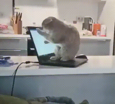 cat kissing the laptop with her paws