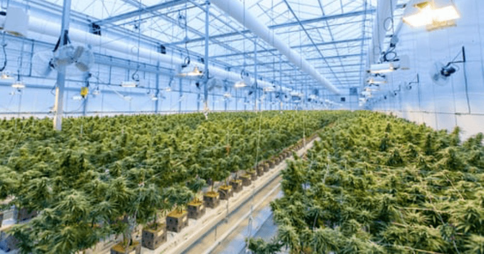 Cloud Video Surveillance and the Cannabis Industry