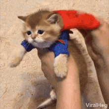 kitten dressed up as superman, held by a human, smoothly moving through the air with kitten's cape waving