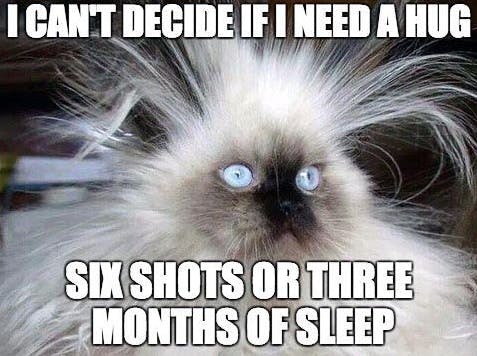 a white cat with big blue eyes and fur going in all directions "I can't decide if I need a hug, six shots, or three months of sleep"