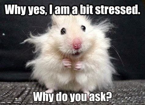 a hamster, fur going in all directions "why yes I am a bit stressed. why do you ask?"