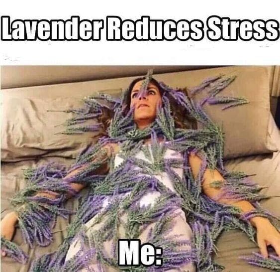 "Lavender reduces stress" a woman lying on a bed covered in lavender, staring aggressively at the ceiling