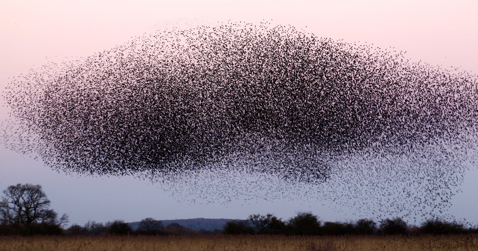 Learning Swarm