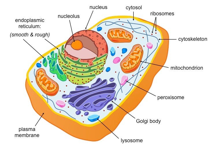 eukaryotic cell.jpeg