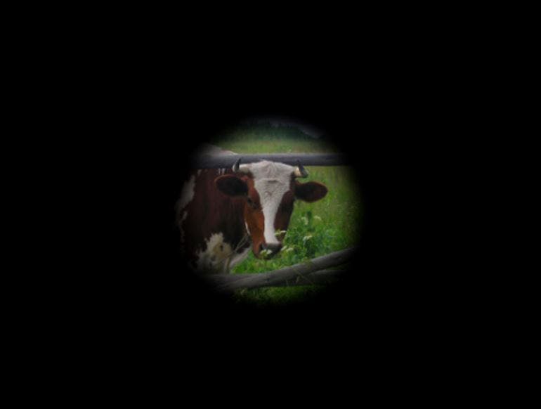 Example of "tunnel vision" where only a tiny portion of a cow is visible and the rest of the image is black