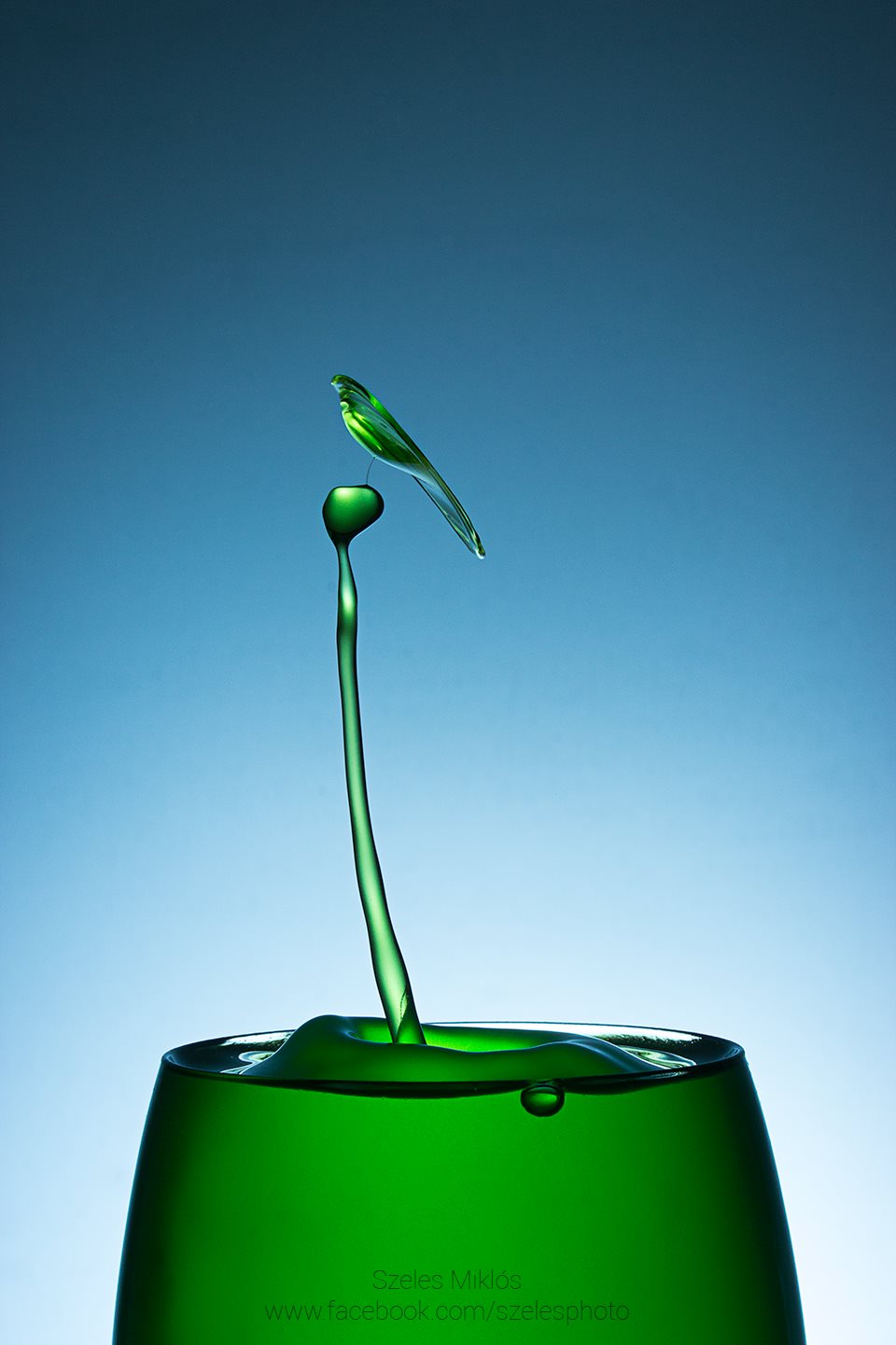 Parrot Water Droplet Photography Copyright Miki Szeles. jpg
